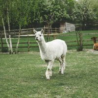 A white llama walking and a brown llama sitting in the background on grass in a park